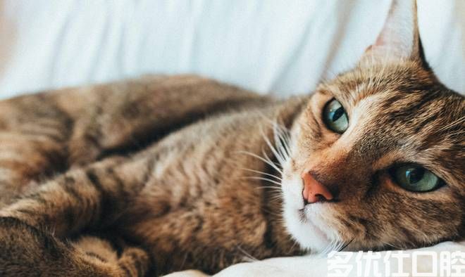 猫为何容易患上牙齿疾病？严重时可能会威胁生命，但也能有效预防(图3)