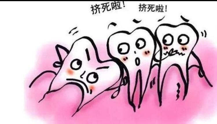 荷兰猪门牙掉了怎么办？豚鼠掉牙原因及护理技术怎么样？(图1)